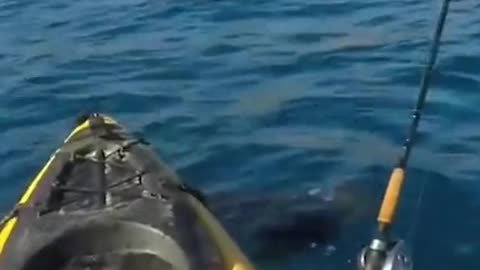 These people where out floating when Jaws came for a snack