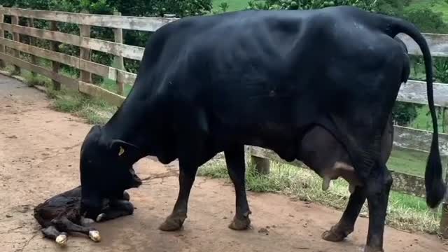 Cows compete for affection like giant farm puppies