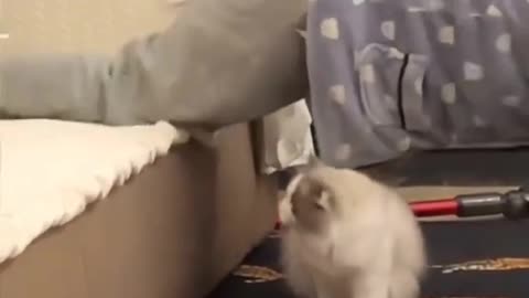 Animals funny video 😂😂