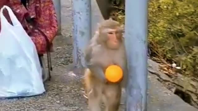 clever monkey takes food in visitor's bag