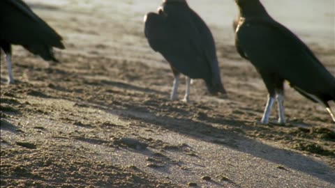 Great migration | wild ones | free documentary nature
