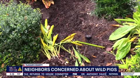 He was walking his dog. Then he was attacked by wild pigs.