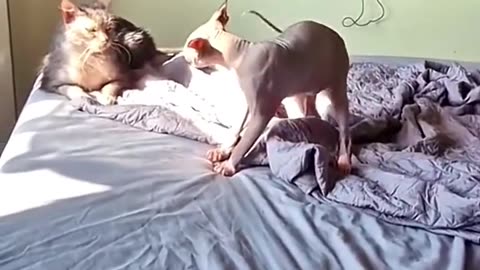 Funny Dogs And Cats Videos #1 2024