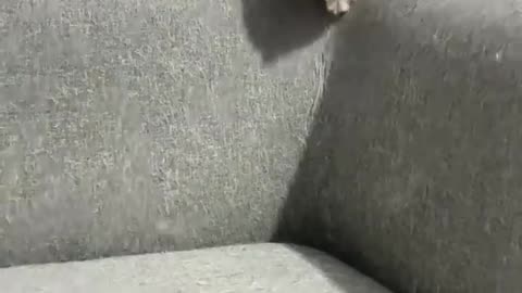 Funny Cat videos 🤣🤣🤣🤣