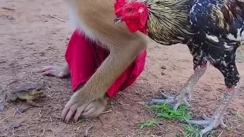 Funny animals shorts