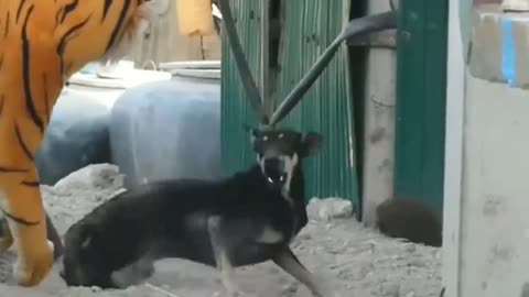 Funny prank with dogs 🤣🐶