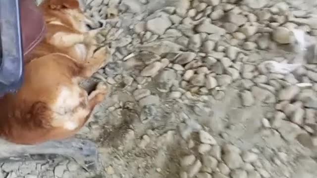 Papá bravo por un hueso