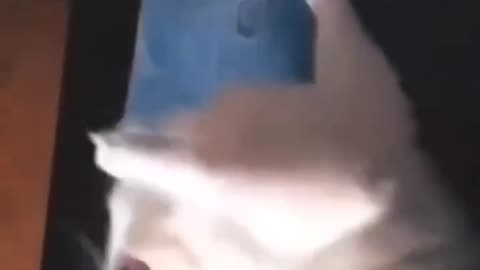 FUNNY CATS AND DOGS LOL