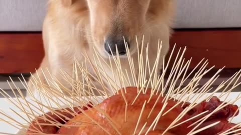Funniest Dog