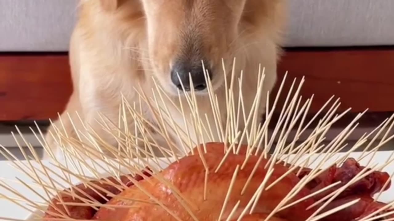 Funniest Dog