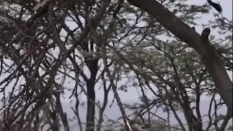 Buffalo lion fight