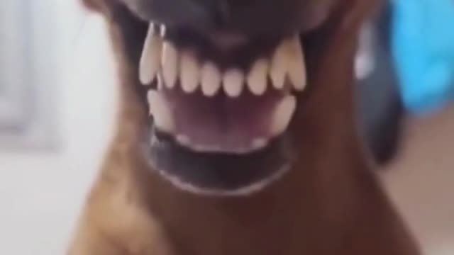 funny dog|| Funny animals||