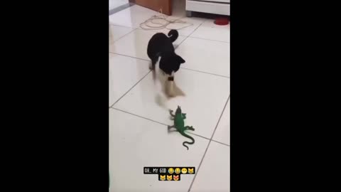 When lovely pet Face Their Lizard Fears😂😂