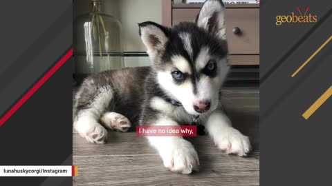 Corgi husky mix suffers from Napoleon complex