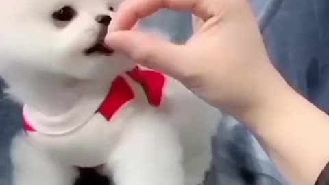 Cute dog🐕 baby 🐥🍼