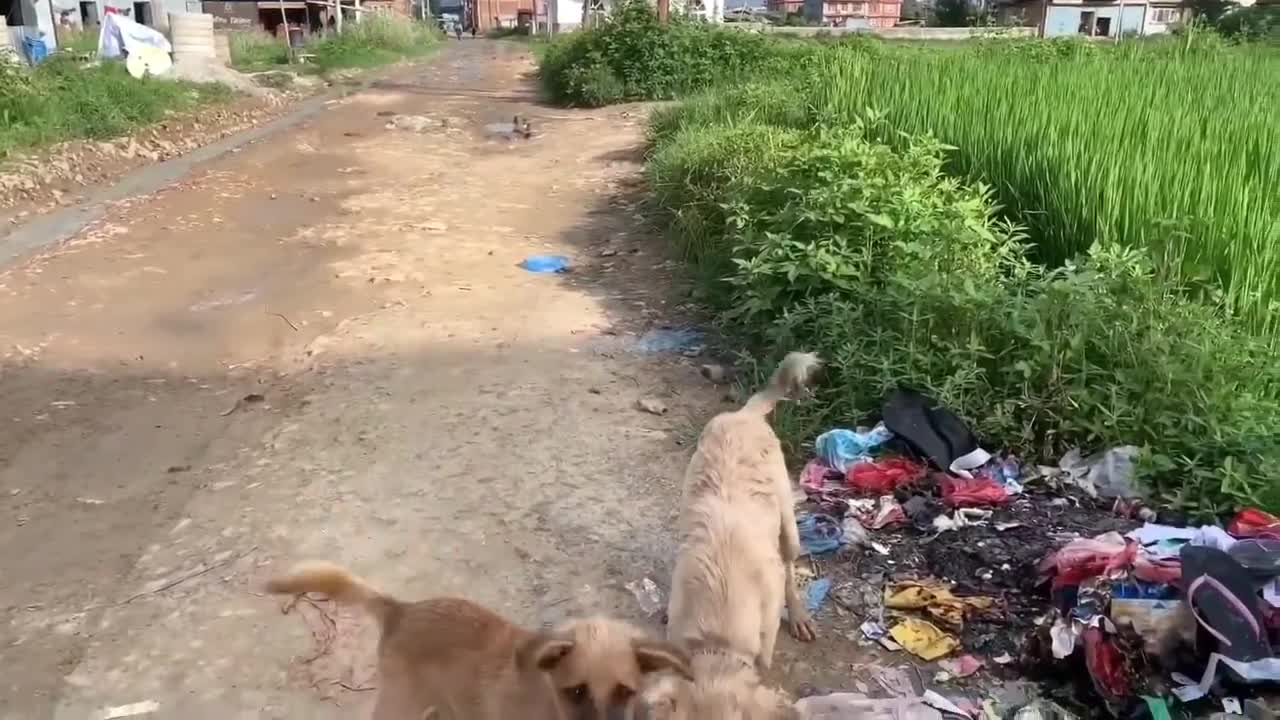 Fairy was playing with mud‼️ Watch how she cleans it!✨