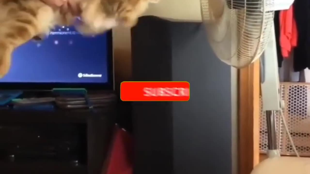 Cat Funny Video.#cat #funnyvideo #shorts #shortvideo