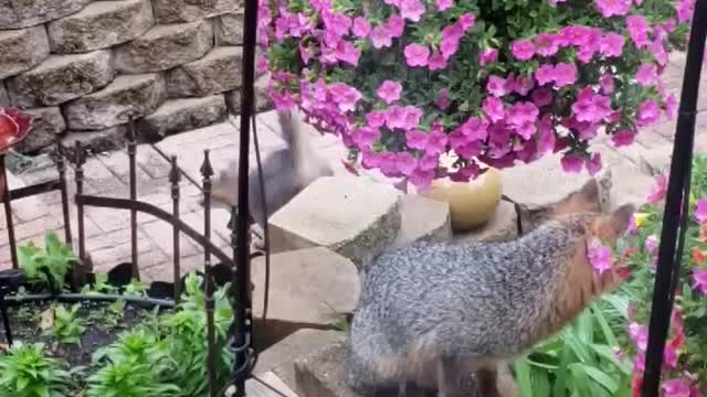 Fox family
