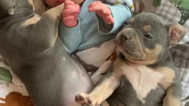 French Bulldog And Baby Cuddle Together In Christmassy Scene