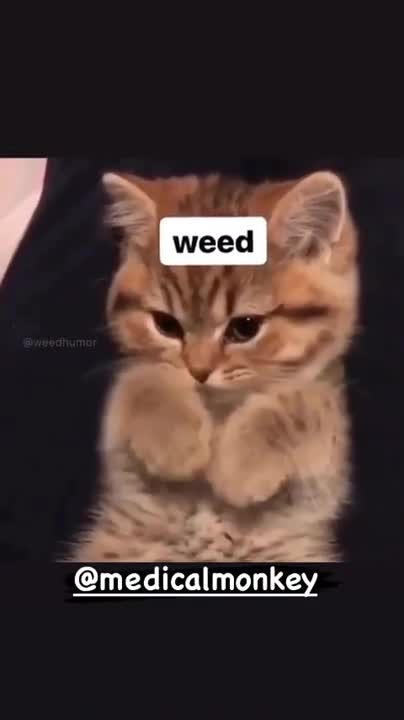 #Cannabis Help’s With Everything #America #Alofoke