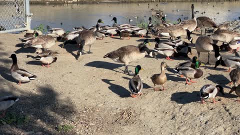 Wild Birds are so beautiful #2