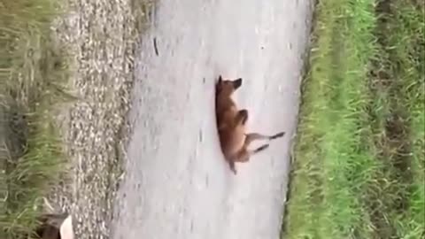funny dog videos#13