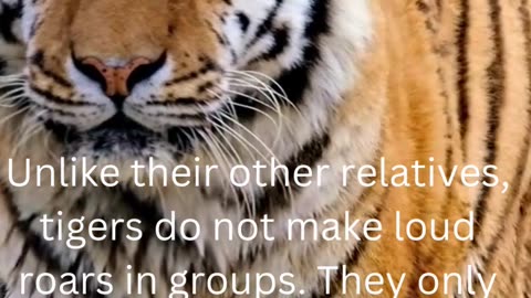 facts about tigers.....27/50