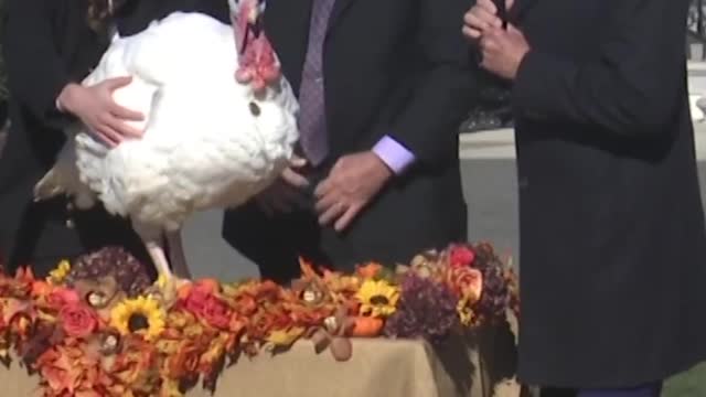 8_No fowl play. Biden pardons Thanksgiving turkeys Chocolate and Chip #shorts #biden