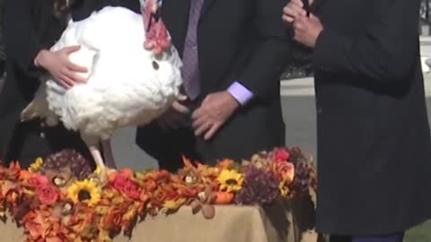 8_No fowl play. Biden pardons Thanksgiving turkeys Chocolate and Chip #shorts #biden