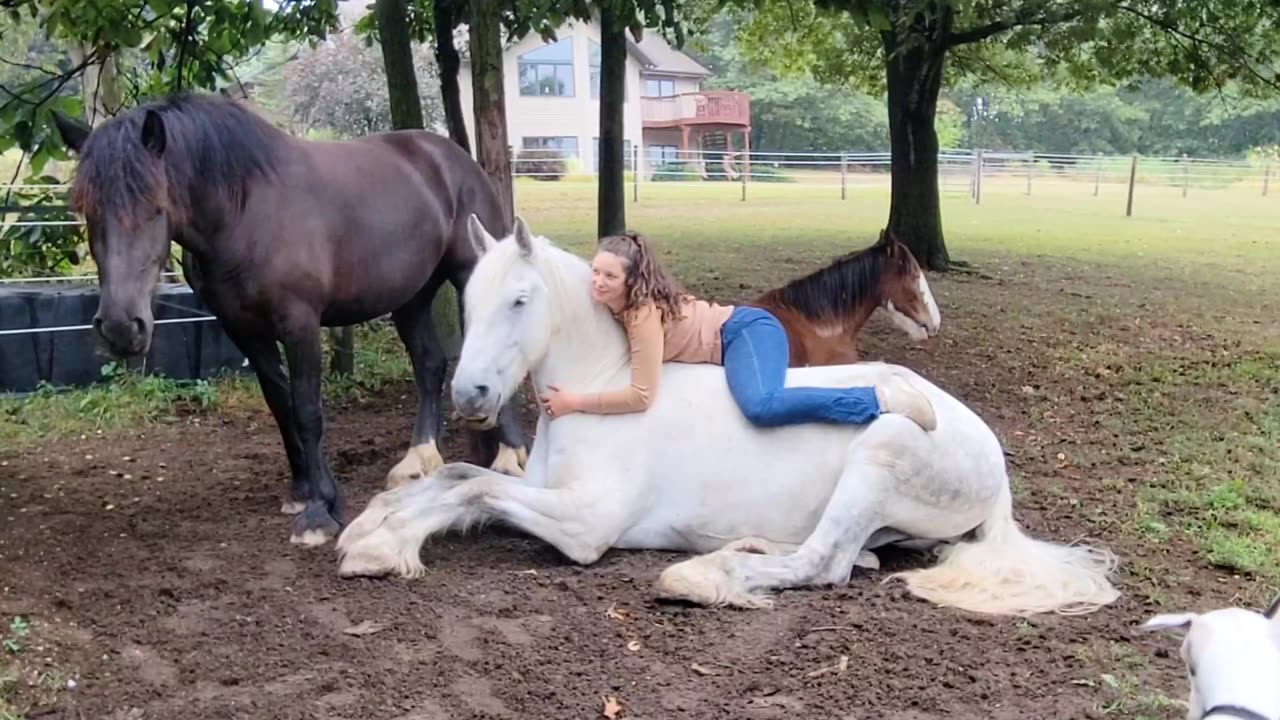 Friesian cross Unicorn