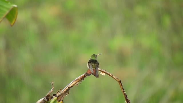 birdhummingbirdrain