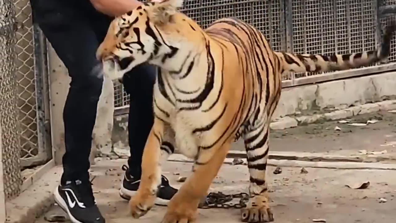 Bengal_Tiger_Attack___Nouman_Hassan__(1080p)