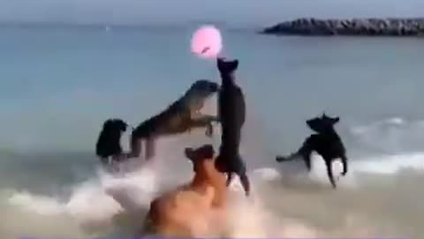 Dogs Playing With Balloons #shorts #viral #shortsvideo #video