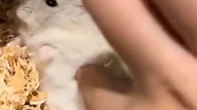 dontmesswiththehamsterhamstergotatemper