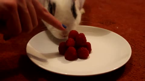 middle aged rabbit eats politely