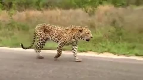 leopard vs lizard fight