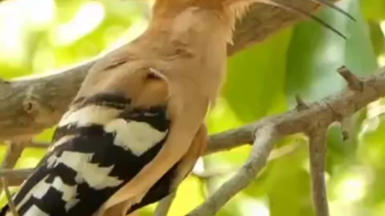 "Flight of Freedom: Exploring the World of Wild Birds