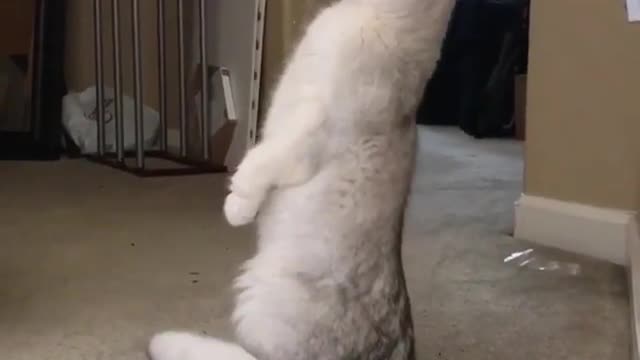 A cat standing upright