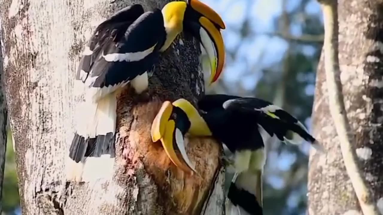 Burung Kalimantan