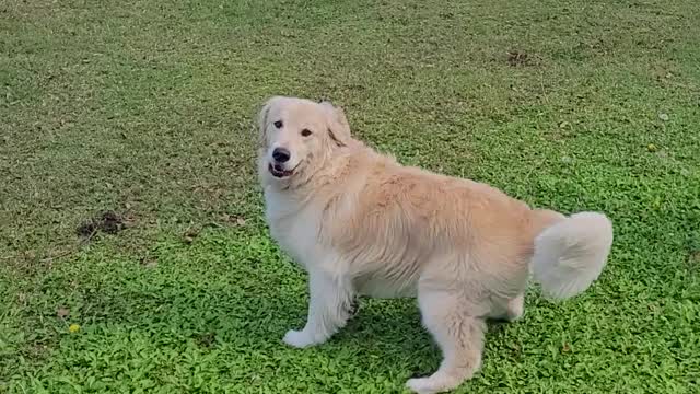 Cooper the Golden loves his ball!