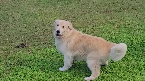 Cooper the Golden loves his ball!