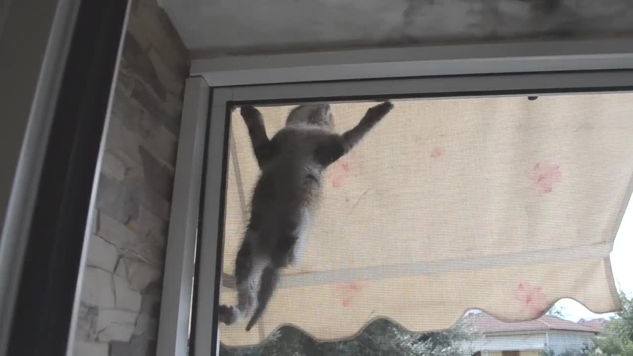 this cute cat almost diedðŸ˜