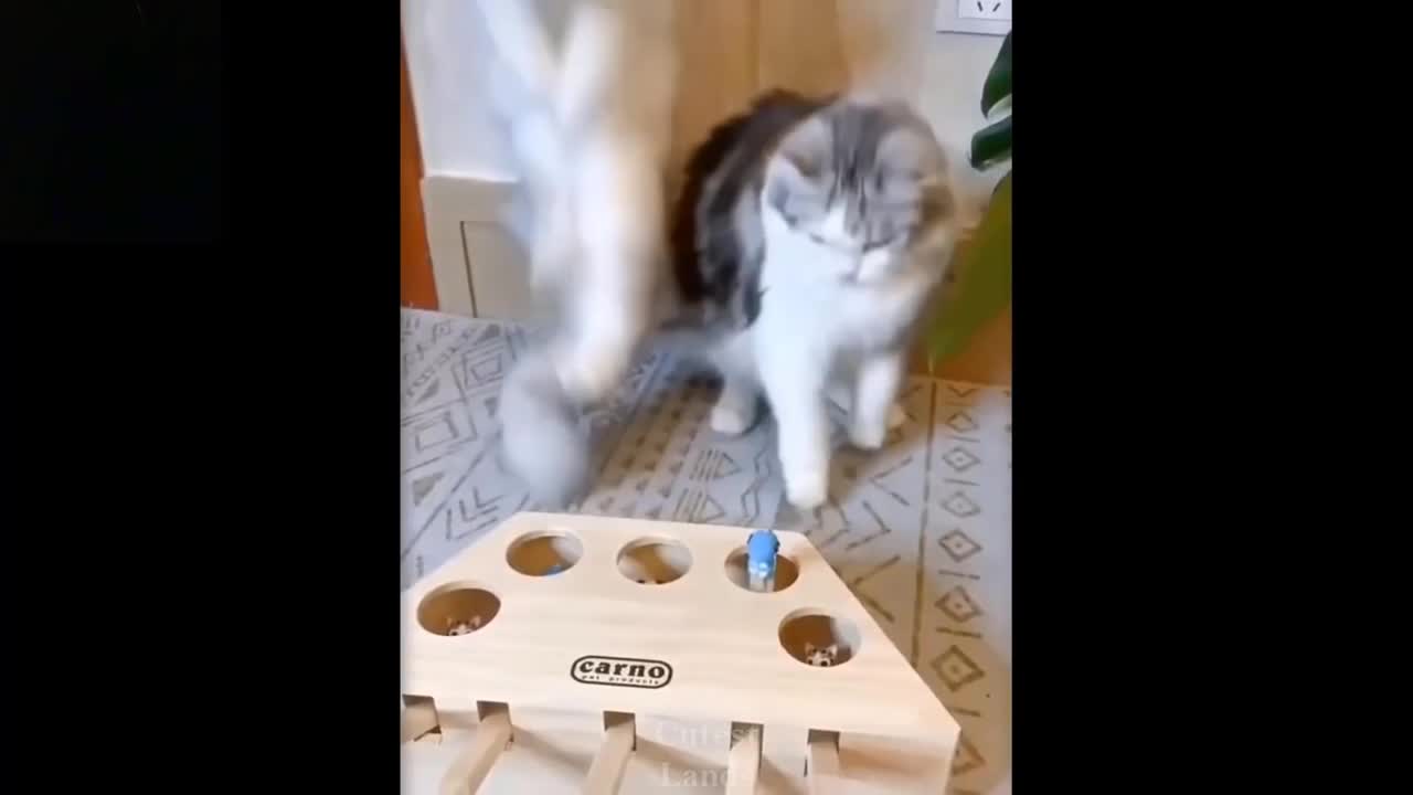 Cute And Funny pets video