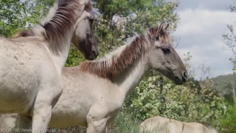 26 Rare Horse Breeds That Could Go Extinct Soon!-7