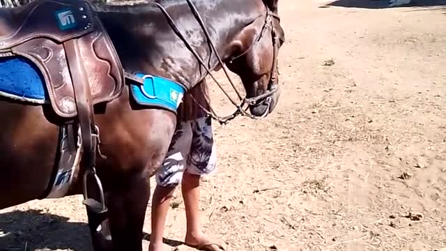 passeio de cavalo quarto de milha no sertão