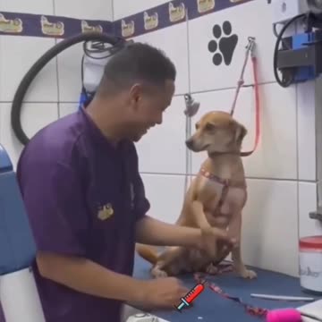 Little guy loves his groomer 😍😍😊