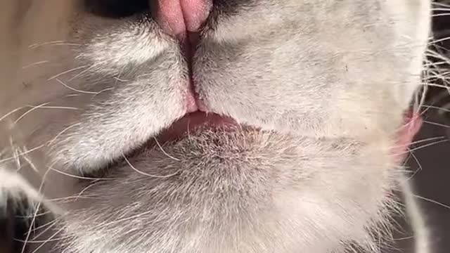 Playing With Cat Like a Toy l Funny Cats