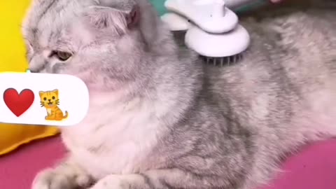 😍Cute cat short video 😍