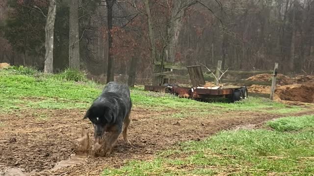 Cattle Dog Digs Trench