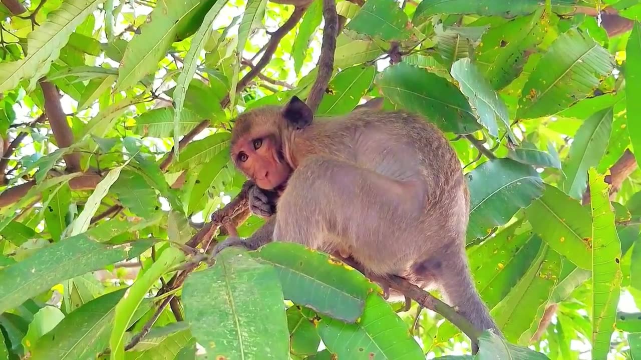 Funny animals monkey cute cute 2023